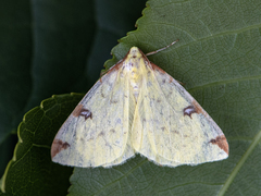 Brimstone Moth (luteolata)