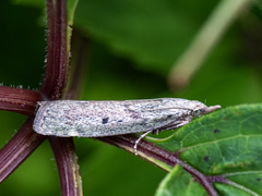 American Wax Moth (serratilineella)