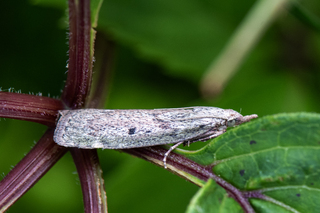 Vitula serratilineella (Humlebolsmalmott)