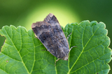 Noctua janthe (Lesser Broad-bordered Yellow)