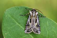 Agrotis vestigialis (Archer's Dart)