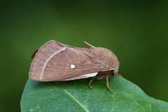 Lasiocampa trifolii (Kløverspinner)