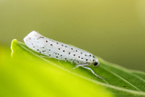 Yponomeuta evonymella (Bird-cherry Ermine)