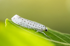 Yponomeuta evonymella (Heggspinnmøll)