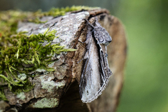 Pheosia tremula (Swallow Prominent)