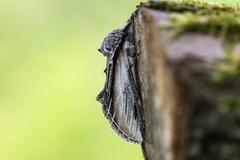 Pheosia tremula (Seljetannspinner)