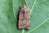 Noctua interjecta (Least Yellow Underwing)