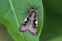 Xestia c-nigrum (Setaceous Hebrew Character)