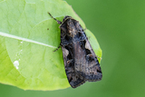 Xestia c-nigrum (Setaceous Hebrew Character)