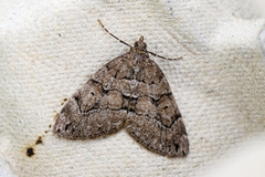 Thera cognata (Brun einerbarmåler)