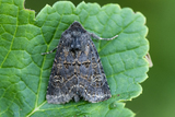 Tholera cespitis (Hedge Rustic)