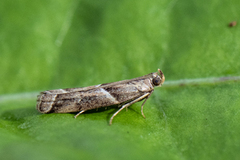 Nyctegretis lineana (Agate Knot-horn)