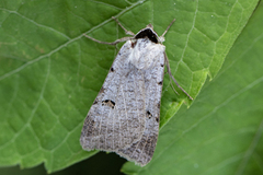 Lygephila craccae (Scarce Blackneck)