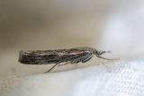 Agriphila tristella (Common Grass-veneer)