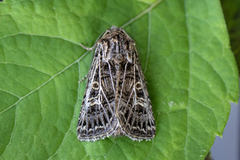 Tholera decimalis (Hvitribbet åkerfly)