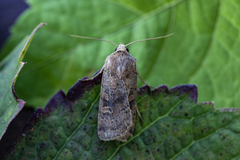 Xestia xanthographa (Square-spot Rustic)