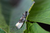 Hedya ochroleucana (Buff-tipped Marble)