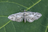 Eupithecia inturbata (Maple Pug)