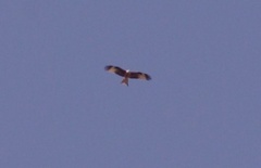 Red Kite (Milvus milvus)