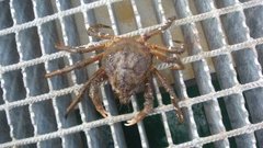 Hyas araneus