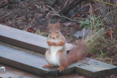 Eurasian Red Squirrel (Sciurus vulgaris)