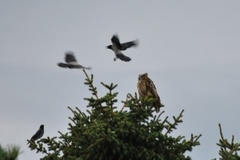 Eurasian Eagle Owl (Bubo bubo)