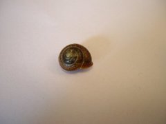 Copse Snail (Arianta arbustorum)