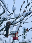 Eurasian Red Squirrel (Sciurus vulgaris)