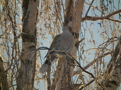 Tyrkerdue (Streptopelia decaocto)