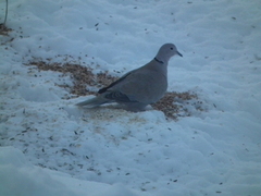 Eurasian Collared Dove (Streptopelia decaocto)