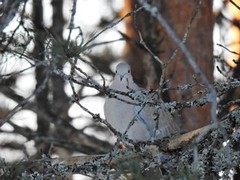 Eurasian Collared Dove (Streptopelia decaocto)