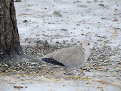 Eurasian Collared Dove (Streptopelia decaocto)