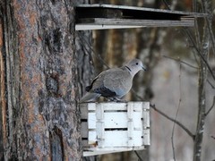 Eurasian Collared Dove (Streptopelia decaocto)