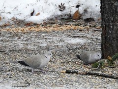 Eurasian Collared Dove (Streptopelia decaocto)