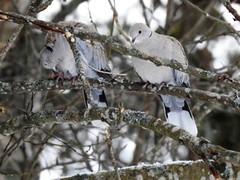 Eurasian Collared Dove (Streptopelia decaocto)