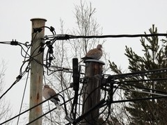 Eurasian Collared Dove (Streptopelia decaocto)