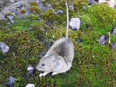 Yellow-necked mouse (Apodemus flavicollis)