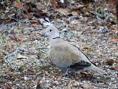 Eurasian Collared Dove (Streptopelia decaocto)