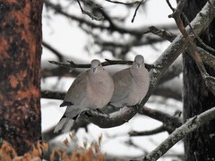 Tyrkerdue (Streptopelia decaocto)