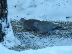 Eurasian Collared Dove (Streptopelia decaocto)