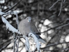 Eurasian Collared Dove (Streptopelia decaocto)