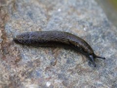 Common Garden Slug (Arion distinctus)