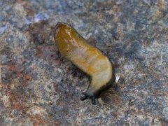 Common Garden Slug (Arion distinctus)