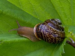 Copse Snail (Arianta arbustorum)