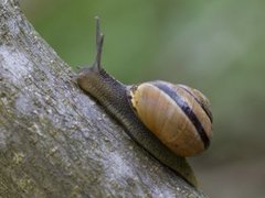 Lundsnegl (Cepaea nemoralis)