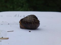 Copse Snail (Arianta arbustorum)