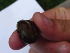 Copse Snail (Arianta arbustorum)