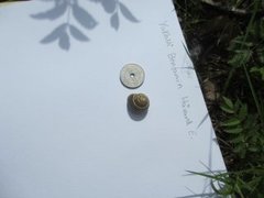 White-lipped Gardensnail (Cepaea hortensis)