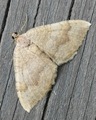 Camptogramma bilineata (Yellow Shell)