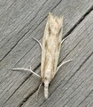 Agriphila inquinatella (Barred Grass-veneer)